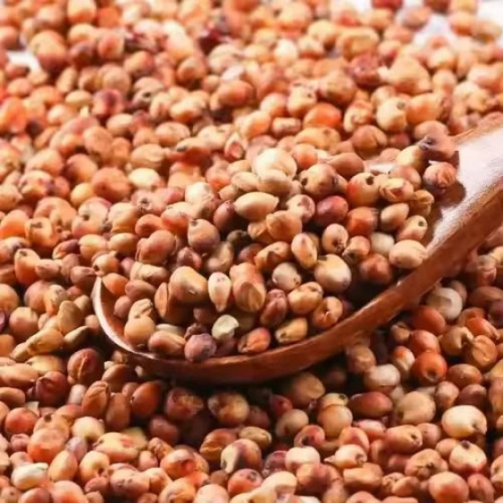 Red Sorghum Seeds